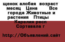 щенок алобая .возраст 1 месяц › Цена ­ 7 - Все города Животные и растения » Птицы   . Карелия респ.,Сортавала г.